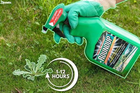 how long does it take roundup to kill weeds
